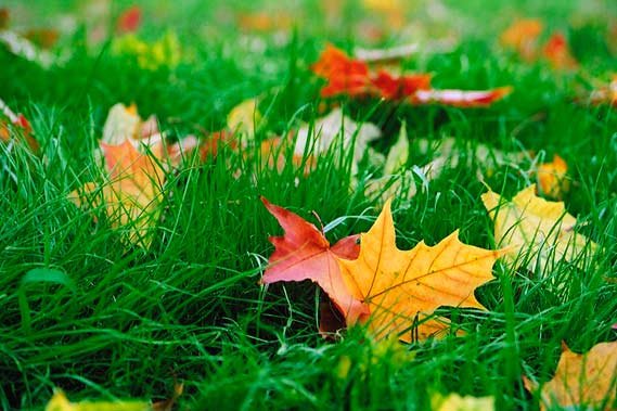 Свято Осені