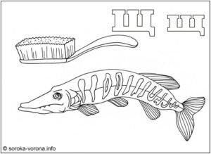 Розмальовка буква Щ