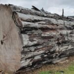 Дерево Каурі