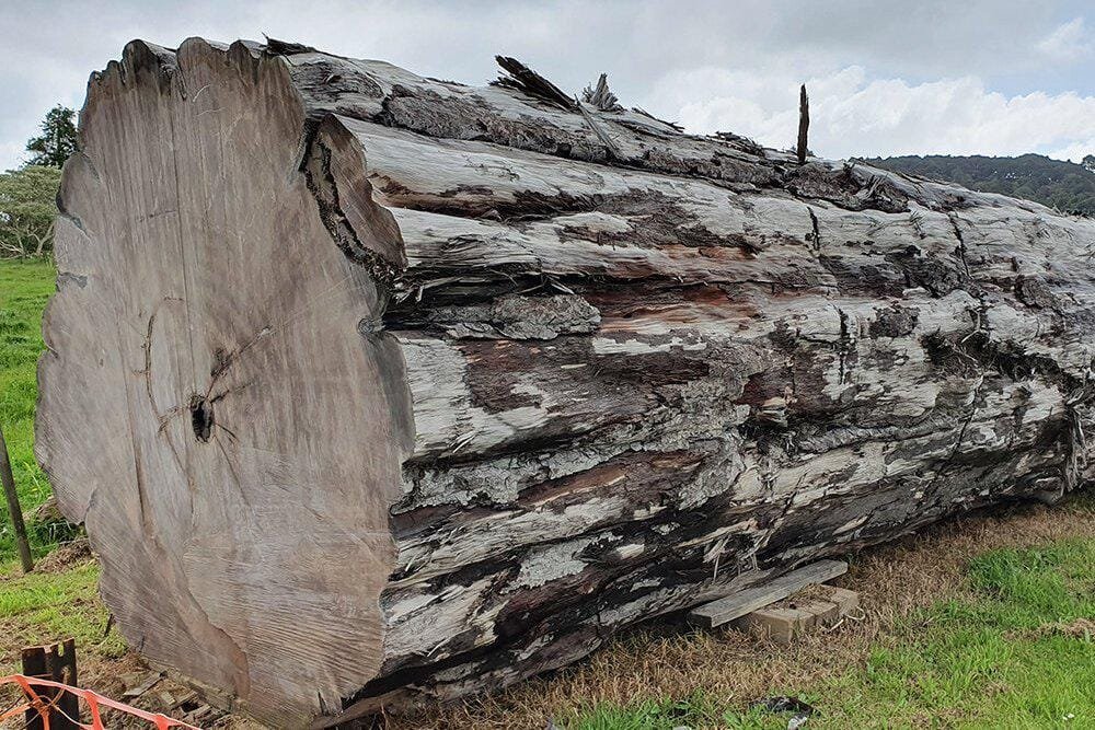 Дерево Каурі