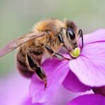 Бджола на квітці